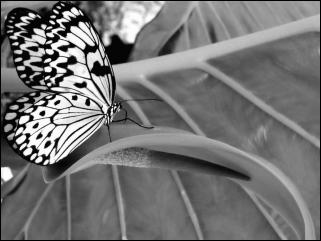 wallpaper-animaux-papillon-black.jpg